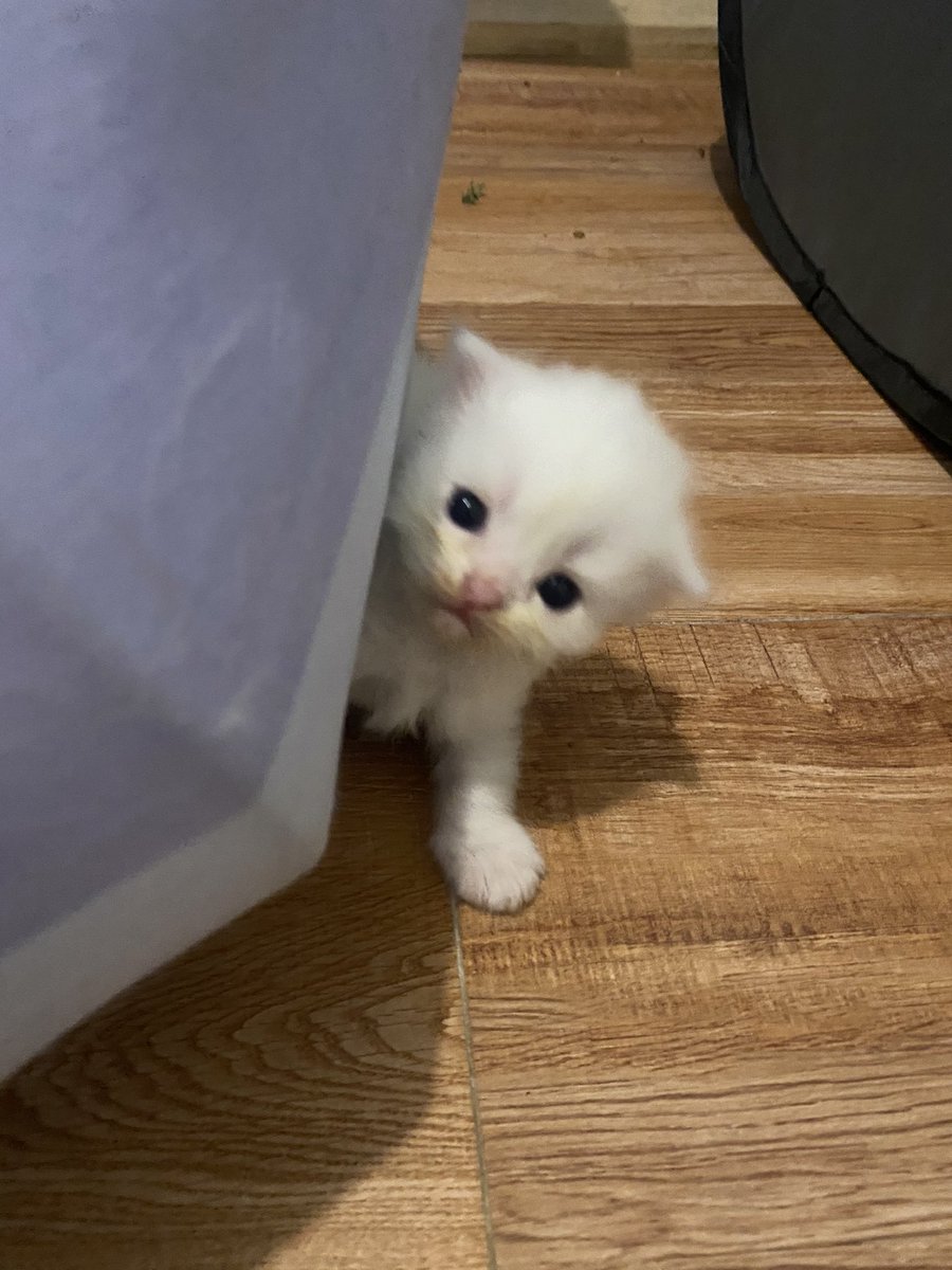 ૮꒰˵• ﻌ •˵꒱ა tweet media