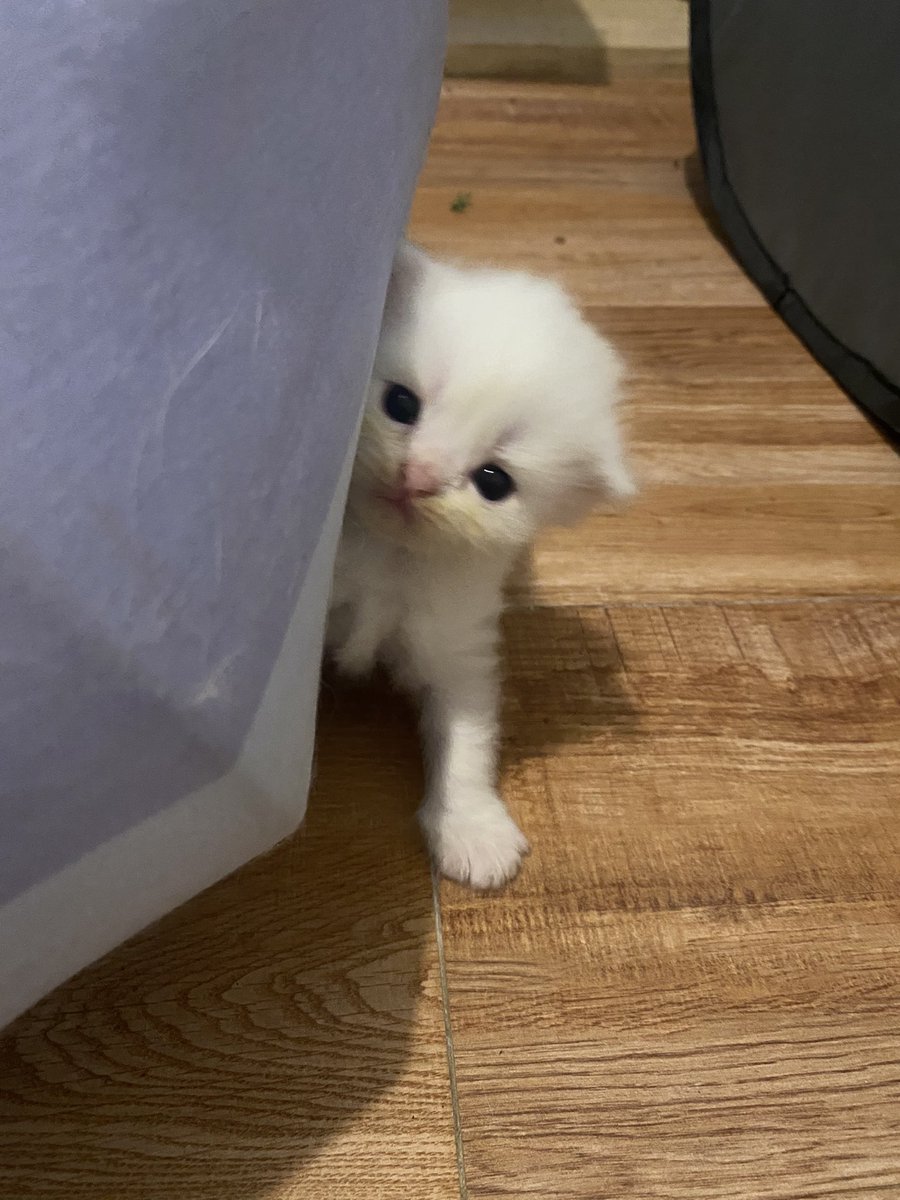 ૮꒰˵• ﻌ •˵꒱ა tweet media