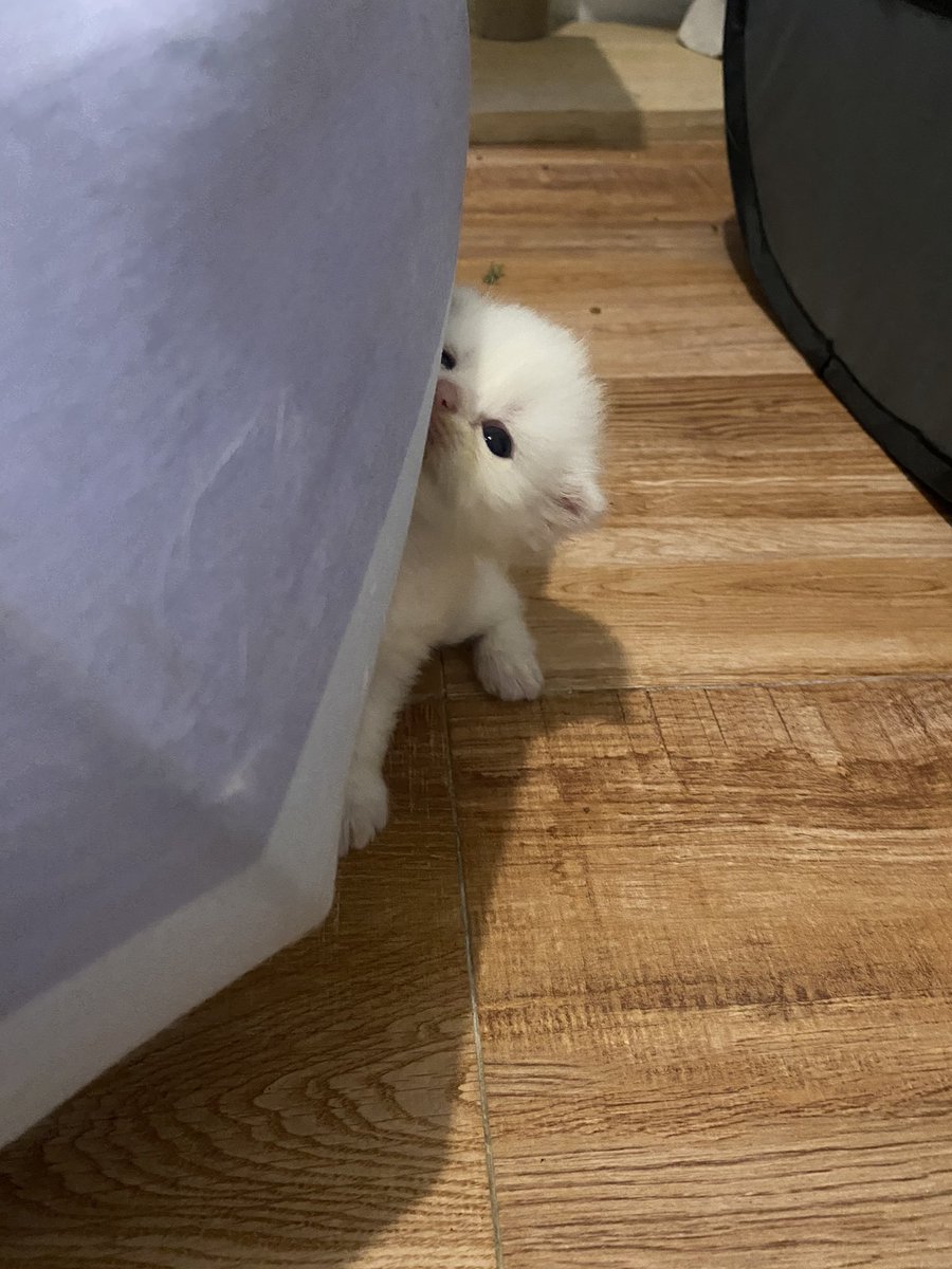 ૮꒰˵• ﻌ •˵꒱ა tweet media