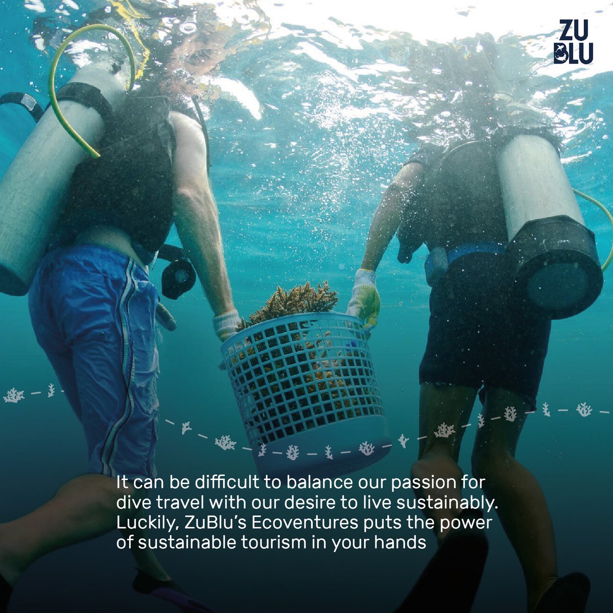 ZuBluDiving's tweet photo. #Ecoventures? What are they?🤿💡

We now offer a hand-picked selection of #conservation holidays and #marine #research #internships around the world!🙂🌏♻️🗺️

Learn more here https://t.co/aVnniJR6sg https://t.co/Lf3Zn5bjs7