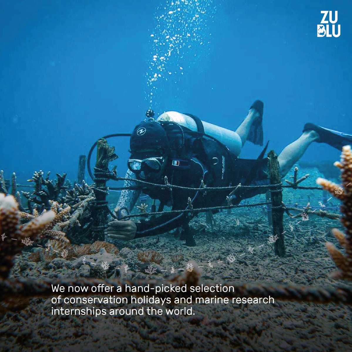 ZuBluDiving's tweet photo. #Ecoventures? What are they?🤿💡

We now offer a hand-picked selection of #conservation holidays and #marine #research #internships around the world!🙂🌏♻️🗺️

Learn more here https://t.co/aVnniJR6sg https://t.co/Lf3Zn5bjs7