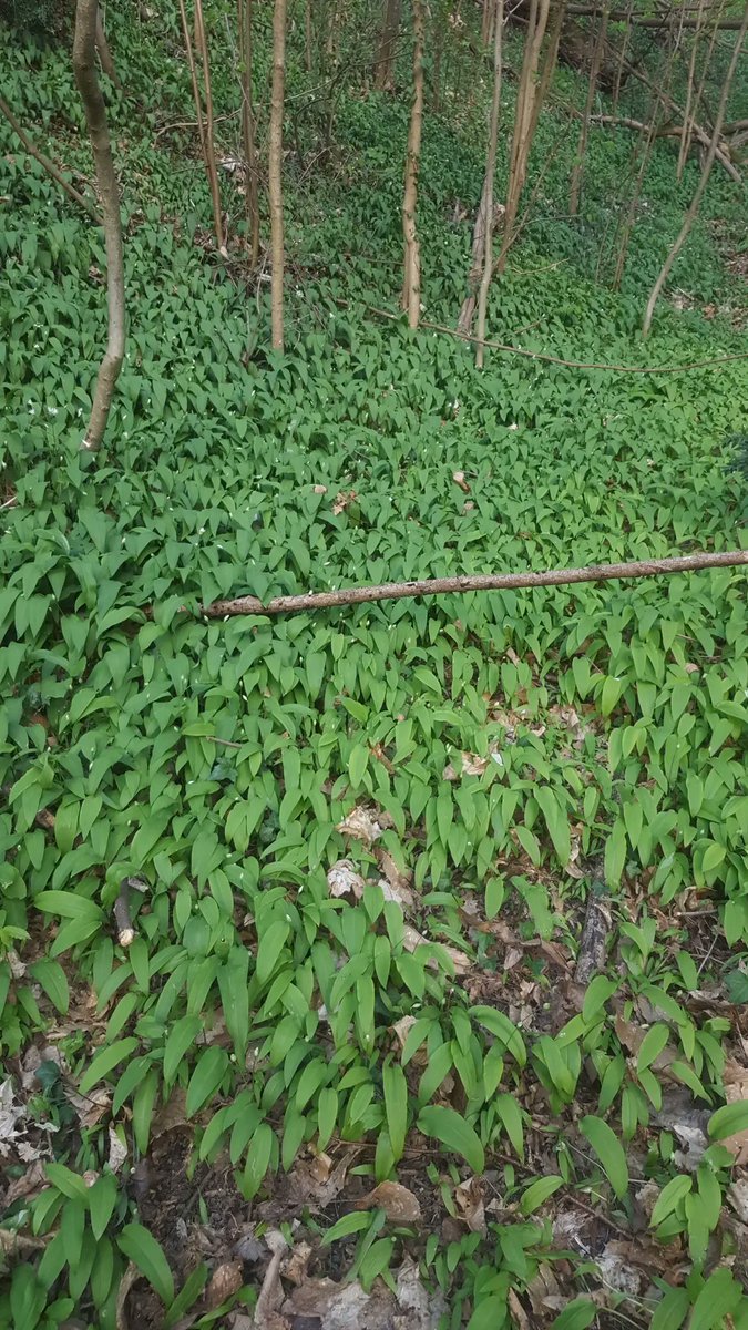 AnicoKulow's tweet photo. @svenja_lohmann We have much wood garlic here in Grenoble. And in some places it blooms already. https://t.co/ZHZDWnNyAG