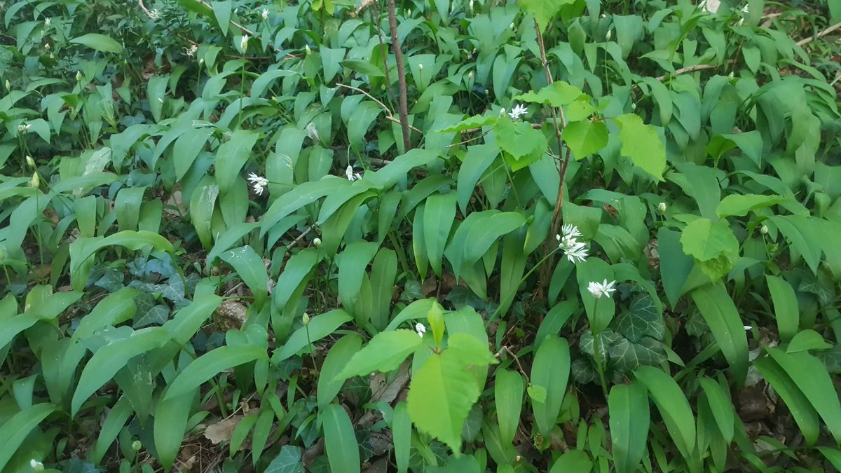 AnicoKulow's tweet photo. @svenja_lohmann We have much wood garlic here in Grenoble. And in some places it blooms already. https://t.co/ZHZDWnNyAG
