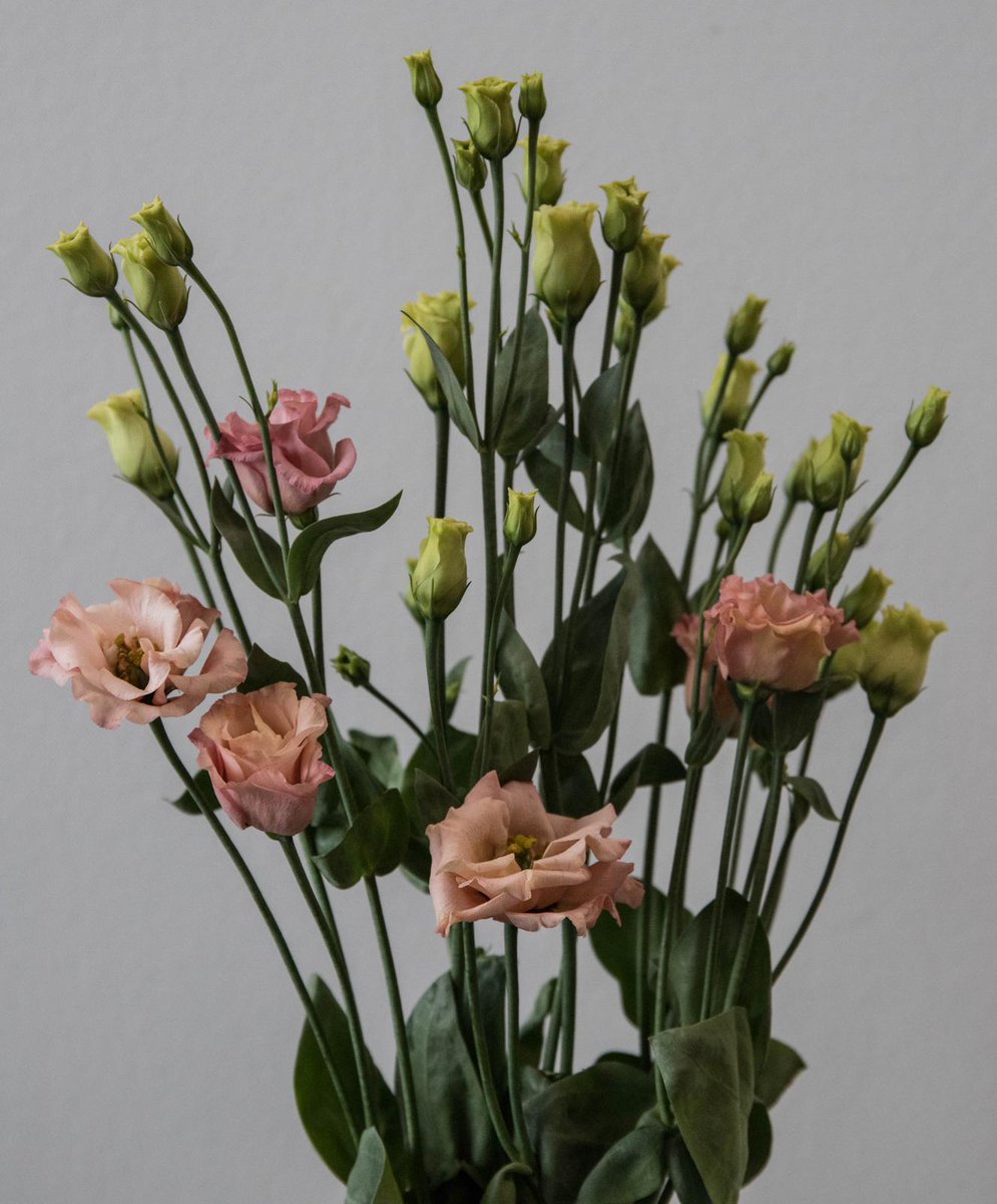 FlowersHoek's tweet photo. LOVE LISIANTHUS 💖
Lisianthus is a flower that we always love. The available colours are stylish and easy to combine. Variety ‘Sabrina Orange’ is one of our favourites! What’s your favourite?
#Hoekflowers #florist #flowerlover #lisianthus #eustoma #flowerpower #pinkflower https://t.co/hGywyjUXs0