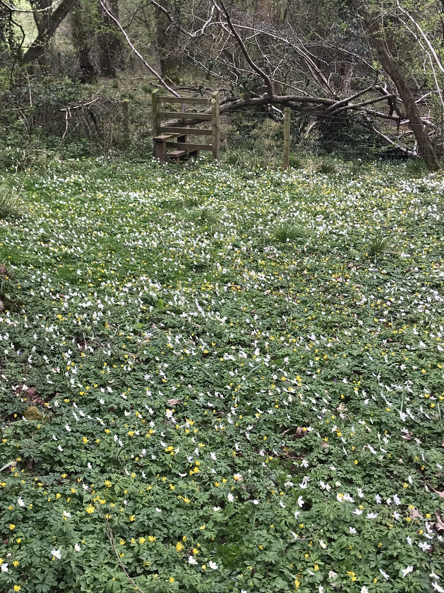 finstumpf's tweet photo. Full many a flower is born to blush unseen,
And waste it’s sweetness on the desert air.
Gray
But not if you are on #PathsforPeople or #MarkMyPath @RamblersCymru @MonmouthshireCC
Gorgeous @MorningAber @LoveYFenni @VisitAberG @MonCountryside @visit_mon https://t.co/JQbd5uOGkp