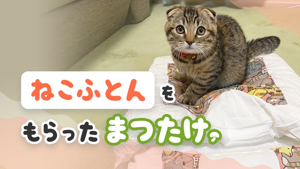 まつたけ 今日の動画は猫布団のまつたけです はじめての自分専用の布団をもらったときの反応を動画にしました 可愛い ふみふみもあるので是非見てくださーい 動画のurlはこちら T Co 9j6odsor7x T Co Jcuqfnnsqf Twitter