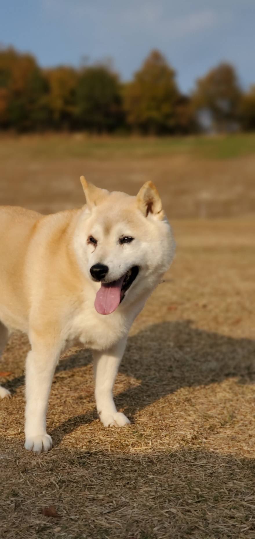 Naoyuki S 柴犬 女の子 17歳のおばあちゃん犬です ぽっちゃりしてて普段は歩くのもよちよち歩きで柴犬にしては茶色というより白みがかっています 些細な情報でもいいので見かけた方はご連絡して下さい 拡散希望 迷子犬 今治市高地町 柴犬 T