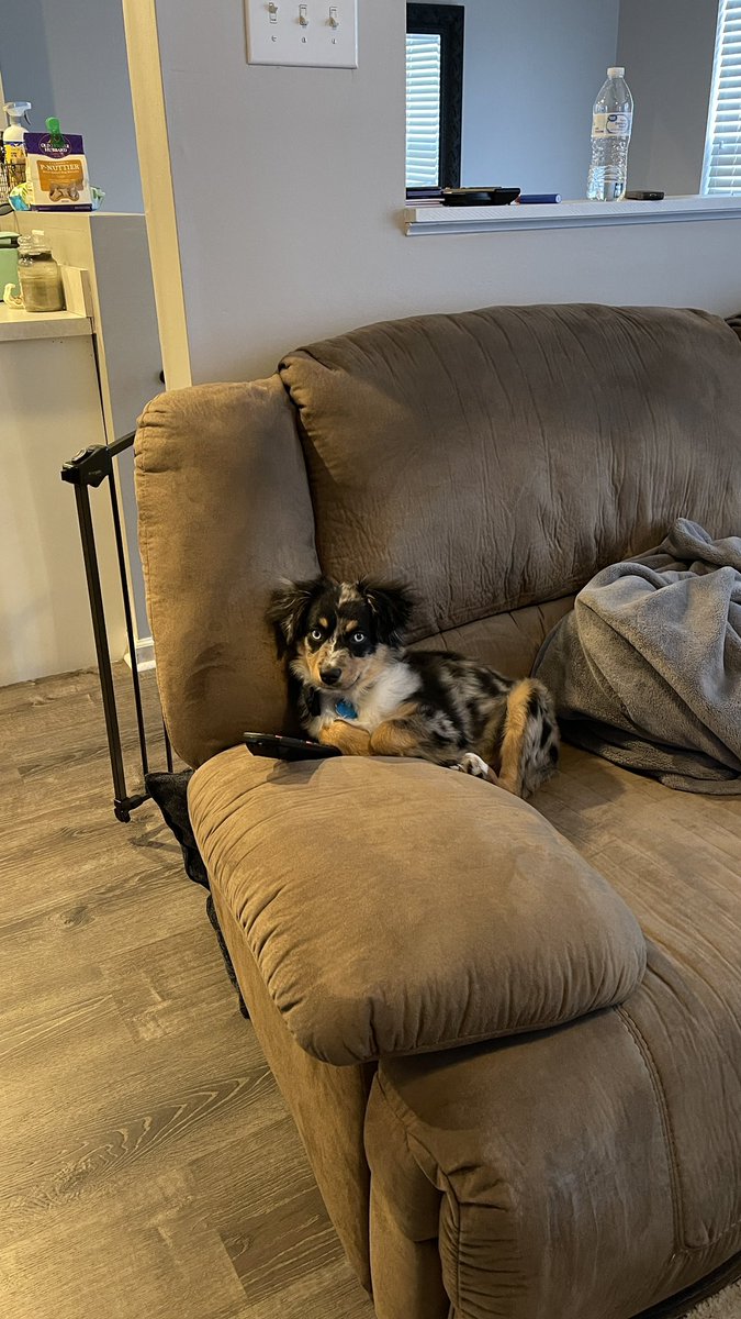 kylegesh's tweet photo. Busch dog brew’s next chief tasting officer Roger #BuschCTOcontest https://t.co/RwsUC973dF