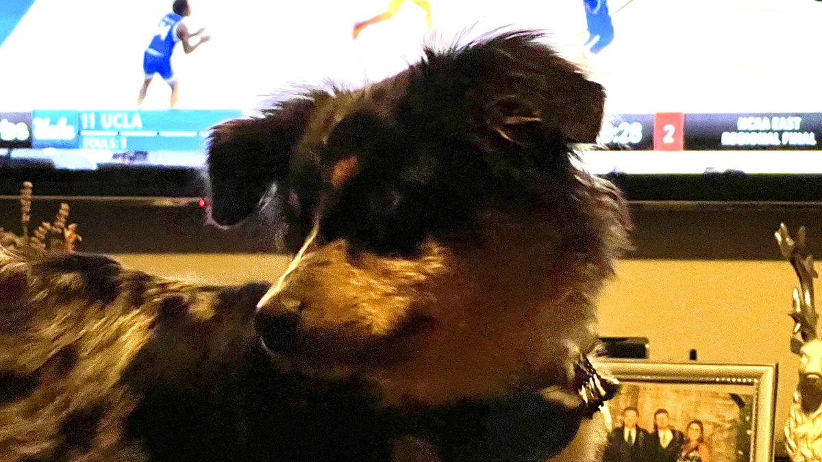 kylegesh's tweet photo. Busch dog brew’s next chief tasting officer Roger #BuschCTOcontest https://t.co/RwsUC973dF
