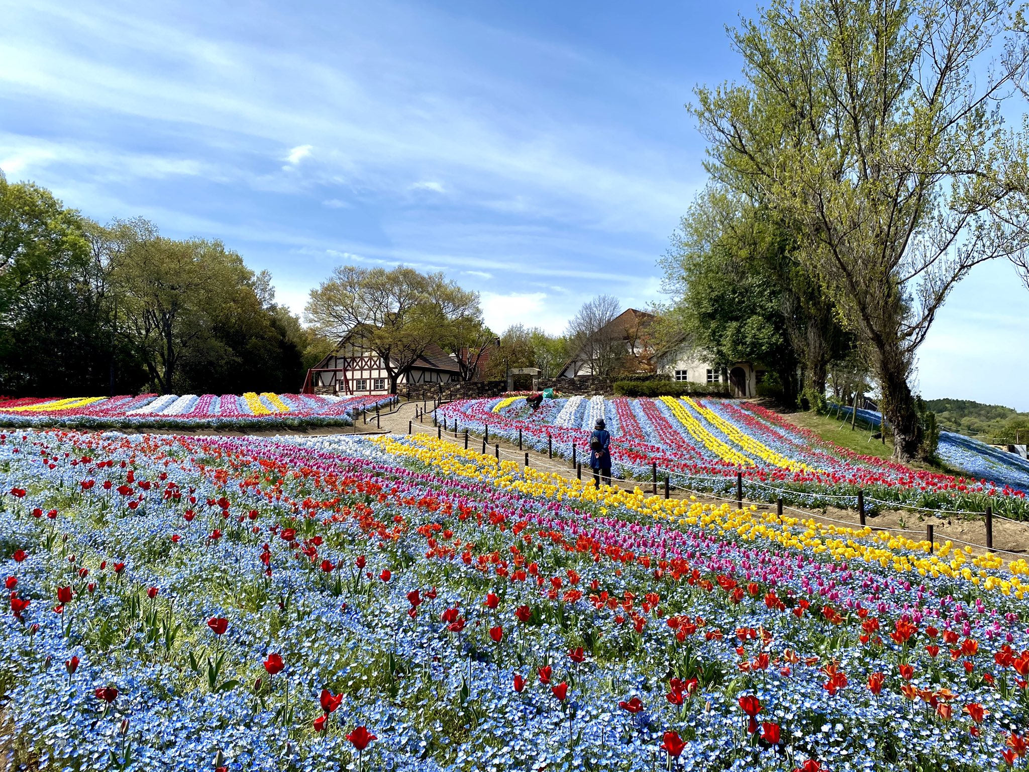おかやまフォレストパーク ドイツの森 公式 みなさま気にしていらっしゃるチューリップ の状況です 写真で見ていただける通り 赤いチューリップなどはかなり花が散っています 黄色やピンクなど遅咲きの種類はまだ綺麗に咲いています これからは