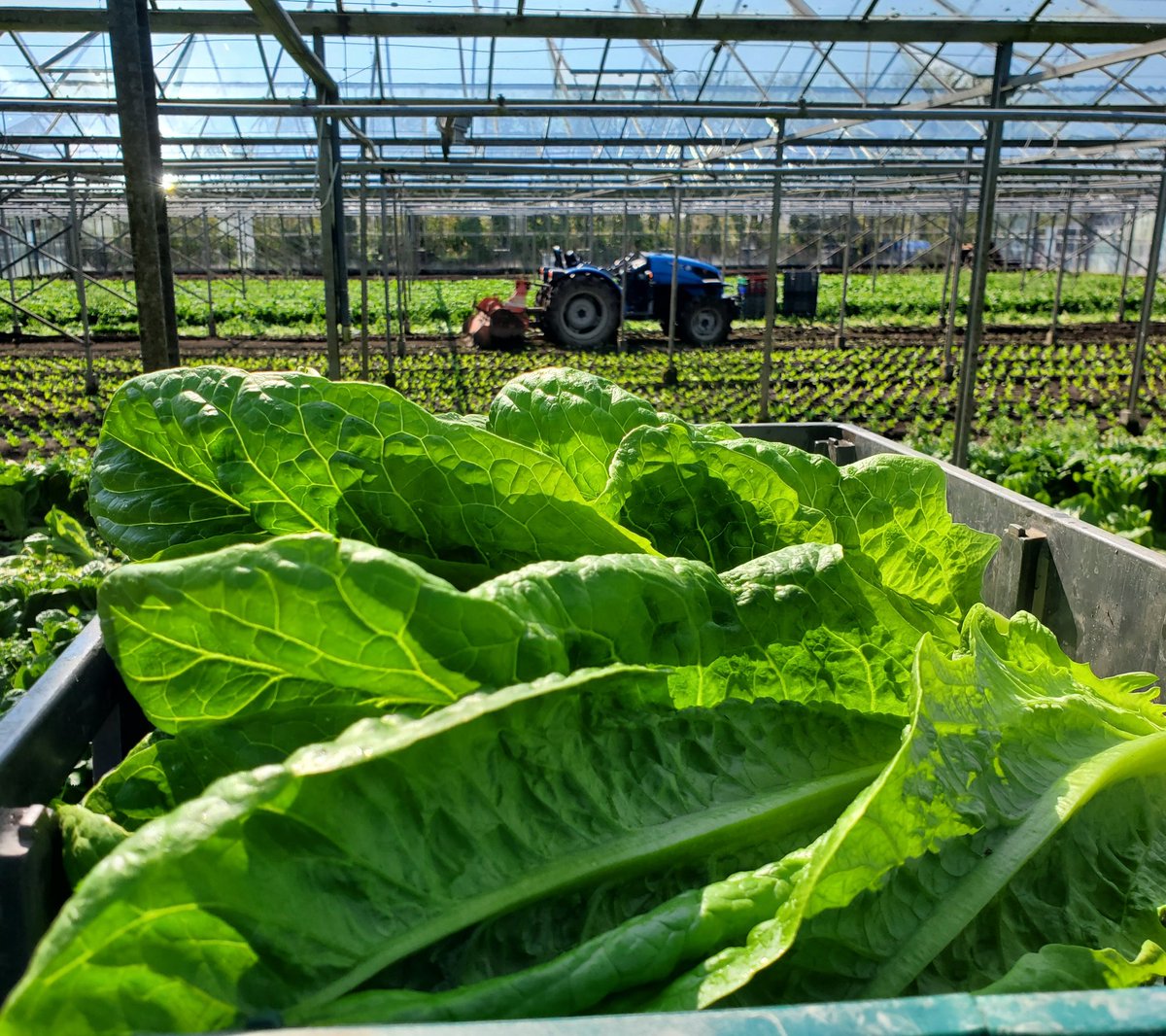 NGosson's tweet photo. Fresh Irish Cos Lettuce cut to order in the #MarketGarden #Rush great day for a burger and some fresh lettuce to top it off #ArchersFresh #FreshProduce #supportlocal 🥬 https://t.co/CjS06i7czf