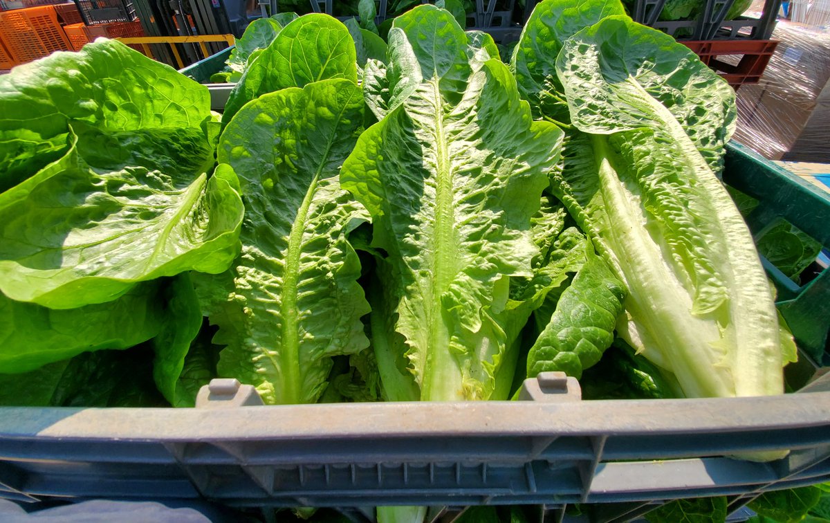 NGosson's tweet photo. Fresh Irish Cos Lettuce cut to order in the #MarketGarden #Rush great day for a burger and some fresh lettuce to top it off #ArchersFresh #FreshProduce #supportlocal 🥬 https://t.co/CjS06i7czf