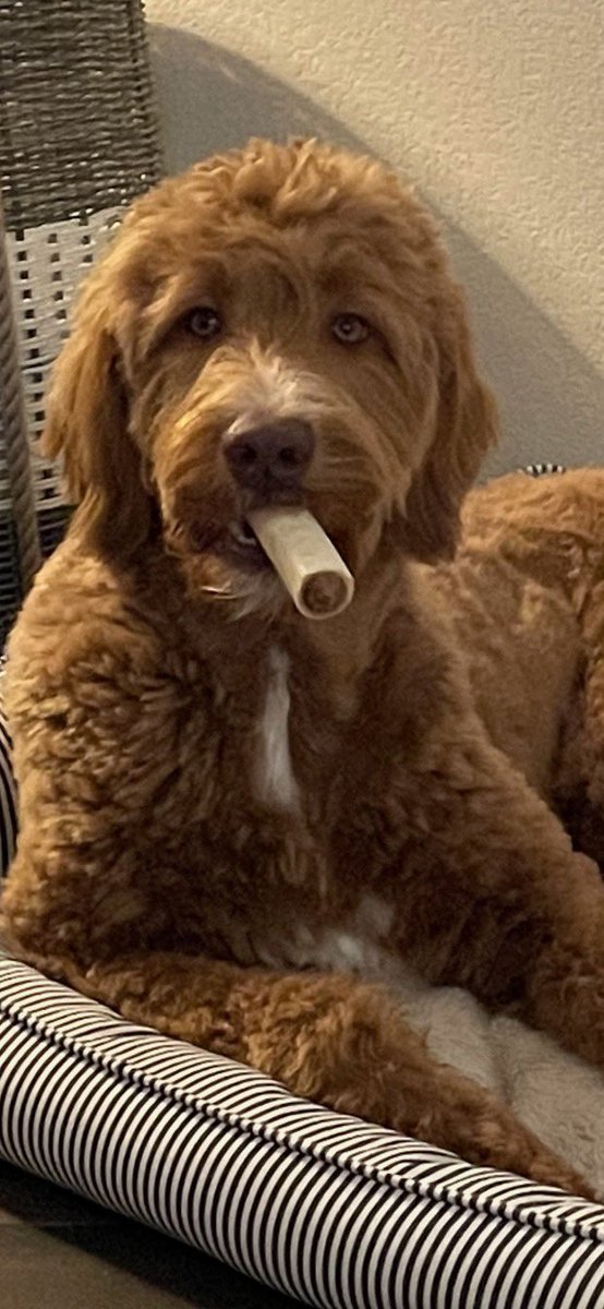 abby_duncan's tweet photo. @BuschBeer “Mmmm money... I mean beer. Yeah beer, mmmm.

Hello, m’names moose and I speak clear English as you can see. I obviously enjoy a good stogie and I would love to pair it up with an ice cold Busch. Let’s talk.” #BuschCTOcontest https://t.co/uiqO2Tc6NF