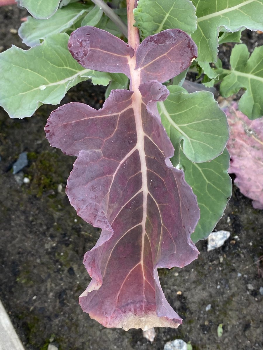 marietculver's tweet image. Exploring Patterns in Nature for Math Awareness Month #PatternDay #MathCounts2 ⁦@SeatackAADA⁩ #seatackdreamers