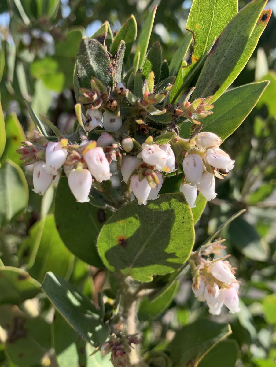 11. I’ll highlight one more family with fused petals before moving on: Ericaceae. This includes heath, heather, blueberries, huckleberries, cranberries, manzanita, and rhododendrons. Most flowers are dainty little urns, except for inside-out cranberries and over-the-top rhodies.