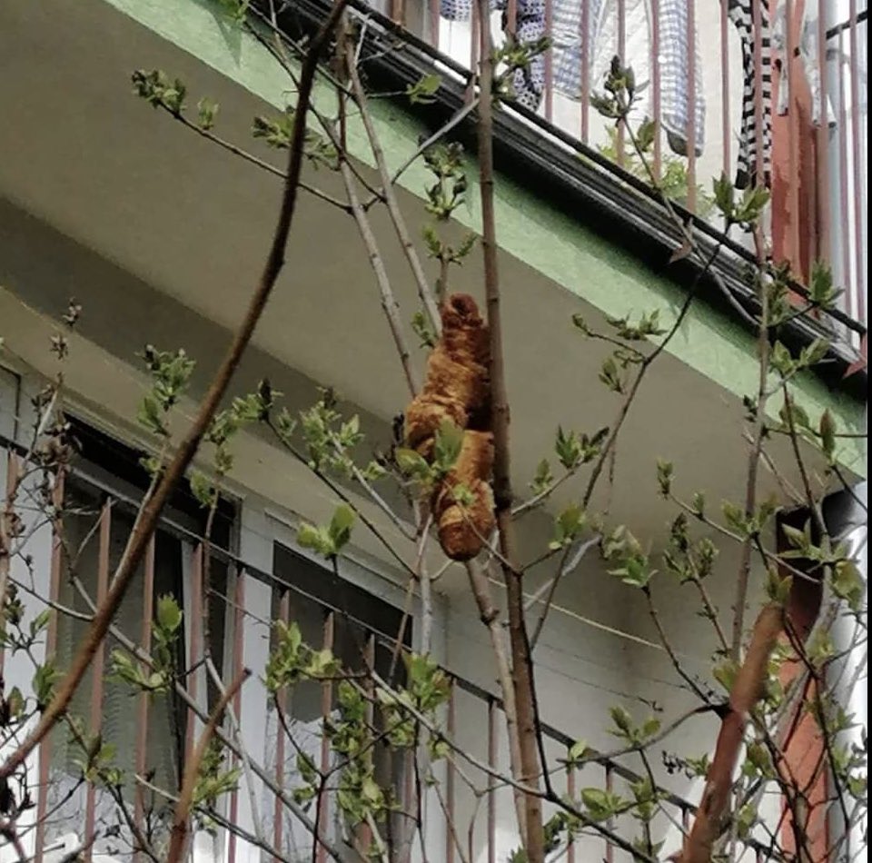Residents in Krakow, Poland had been afraid to open their windows for a few days after they saw a large brown cocoon-like object hanging off a nearby tree. When animal welfare came to rescue it they found out it was not an animal at all but 

… a croissant.