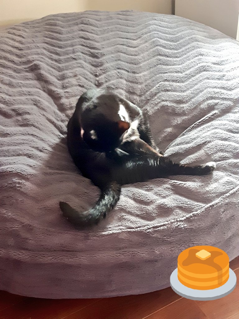 Shadowsmush's tweet photo. πΆOm nom nom
Purrup on my bum
Om nom nom
Gib some more luh
Om nom nom
Purrup on my bum
Om nom nom
Yum yum yum πΆ
#shadowsongs #bumsongs #sweetbum #taildishwasher #CatsOfTwitter https://t.co/OROhLskqxh