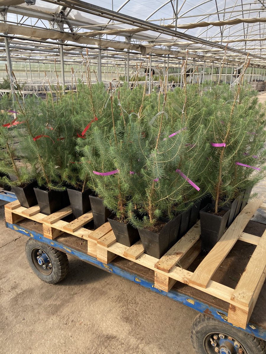 EdRojasBr's tweet photo. Práctica de campo con los alumnos de Repoblaciones y viveros d #EAMN #UPV al vivero #forestal central de la Junta d Castilla y León en Valladolid: banco d semillas, reproducción in vitro, producción de planta y producción d púas d piñonero para injertar https://t.co/MNHnDuzdGa