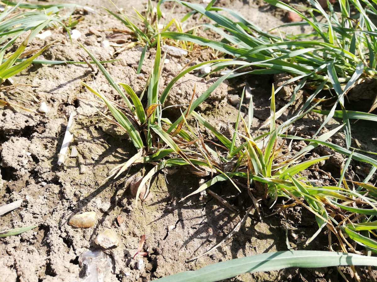 ServtecPvNORIA's tweet photo. 1️⃣ petit tour dans les essais #escourgeon 🌾

👉 on trouve facilement de la #rhyncosporiose et de la #JNO dans les témoins sans protection

@noriapcoop @agrosolutions
@DelamareNoriap
@ReneePREVOST80 @JVansuyt_FD  
@BRUNELPierreAn1 @laout_vincent  @qualidon https://t.co/ziw2hYocvb