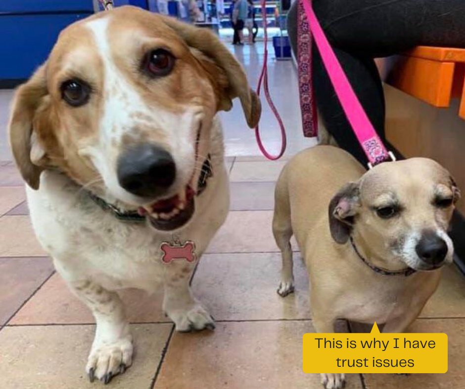 dogtv's tweet photo. Goose loved the visit to the vet - Freya - not so much lol 

Credit: https://t.co/DkBGauAIf3

#dogsoftwitter #dogsofreddit https://t.co/7I0uod5oto