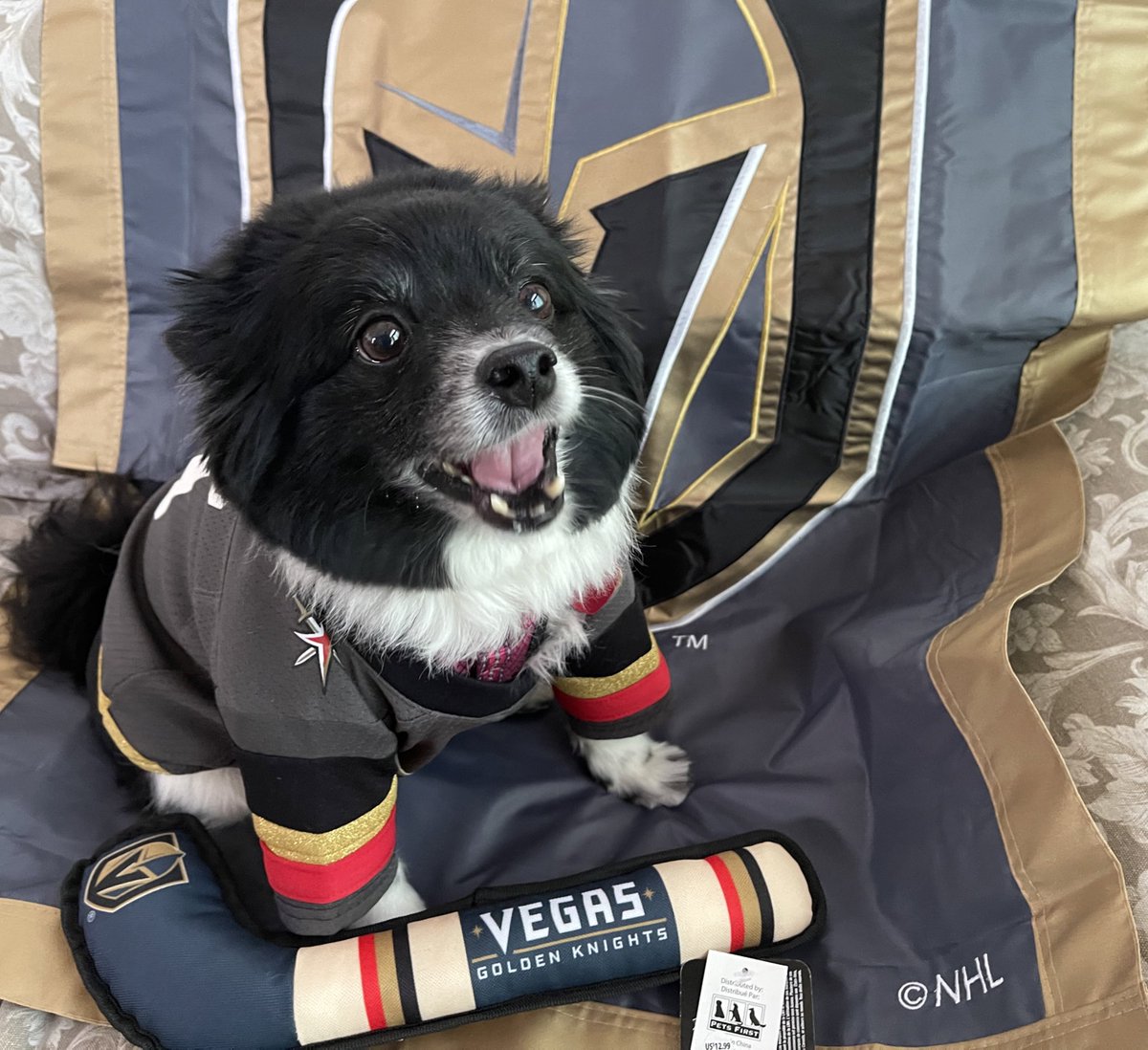VGKPandaPup's tweet image. OMG, I am jelly of my biped parents, @VGKWarMachine and @MrsVGKWarMach. They are going to Monday’s VGK game!!! All in while I get left home alone.  I’ll need to have #FortressAtHome on and hope that @MissKTMariee &amp;amp; @MarkShunock give me #LuckyVGKNoseBoops &amp;amp; shoutouts! #VGK9Krew