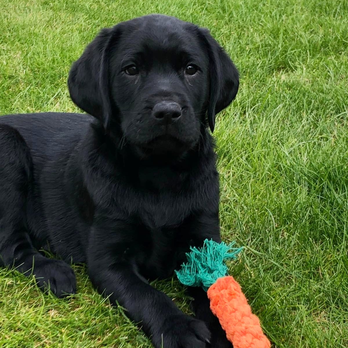 ShebbearCollege's tweet photo. Senior Deputy Head, Mr Jenkins, has been kept busy this holiday - meet Ted, his new (very cute) puppy who you might see going for walks around the school campus!
#PuppyLove #Labrador #ShebbearCommunity #NewAddition https://t.co/b6JBLcLLuc