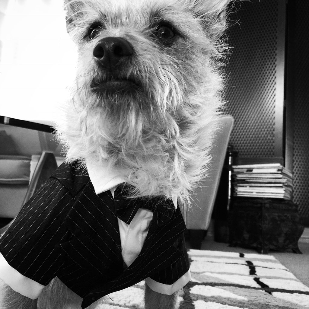 meghanbuford's tweet photo. Odin Buford is a gentledog with distinguished taste...loves fashion, travel, naps, face licks, and all the snacks. #buschCTOcontest https://t.co/Xh3ObyouPJ