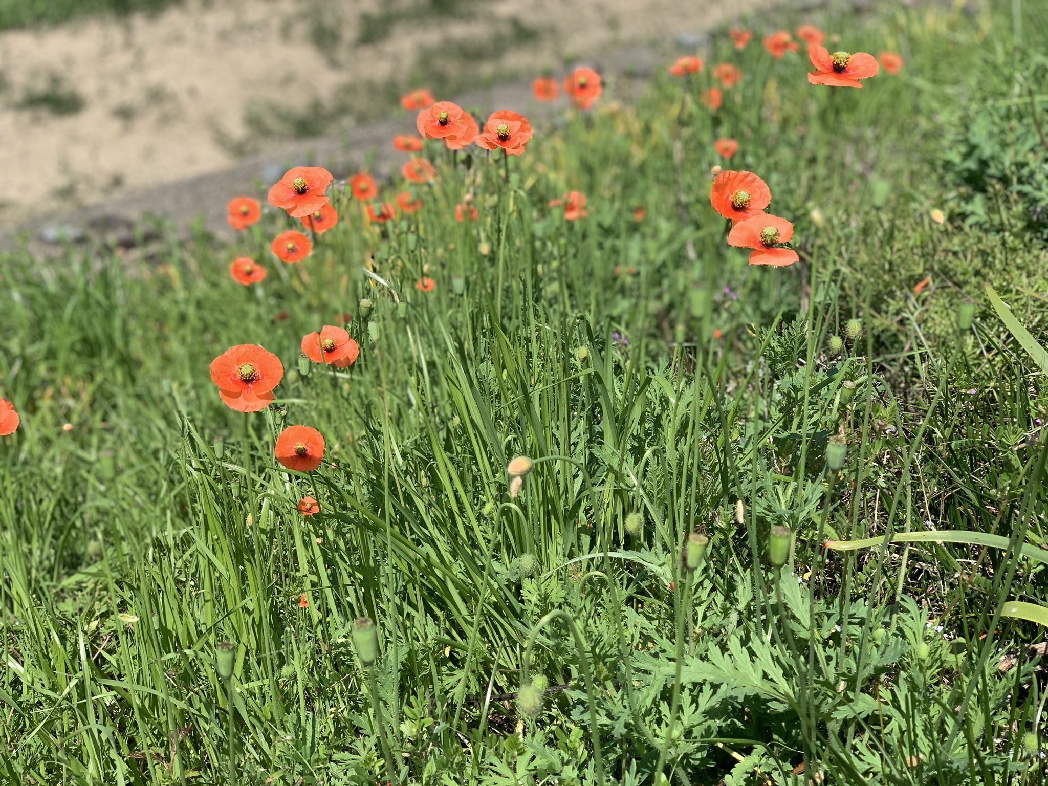 ふくみみ Twitter પર オレンジの花とシロツメグサ 私の中では草ではない特別な地位を築いており 庭に生えても雑草と一緒に抜けずにいます オレンジの花はモネに絵にも出てるし たぶん シロツメグサは葉っぱはクローバーで花輪も作れるロマンあふれる植物達