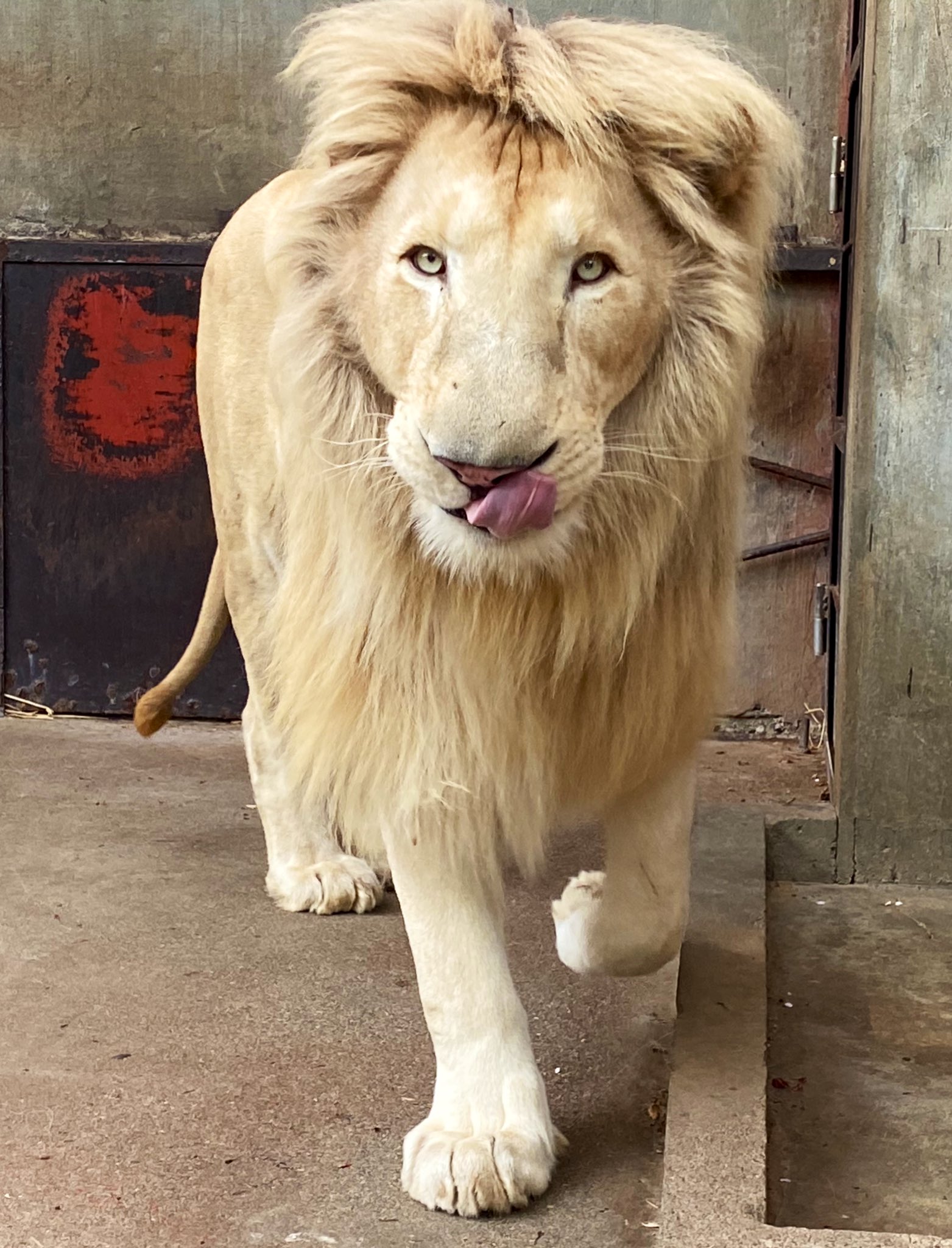 宇都宮動物園 公式 ２０１６年４月１５日生まれ ホワイトライオンの ステルク が 本日 ５歳 を迎えました おめでとう おっとりした性格のステルク 歳を重ねるごとにタテガミも立派に なり逞しい雄へと成長しています ホワイトライオン