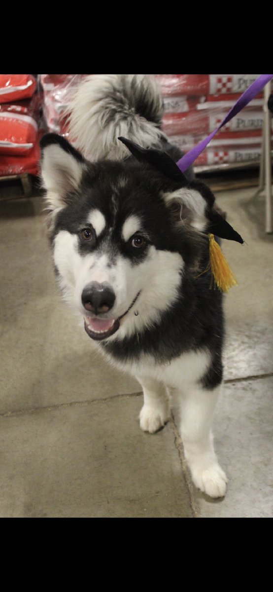 evypyle's tweet photo. @BuschBeer This is Meatball! Meatball is an 11 month old Alaskan Malamute rescue. This boy loves to eat and drink and he has a great palate. Meatball loves people, walks, squirrels, and green beans!
Meatball is super photogenic and loves having his picture taken!  #BUSHCTOcontest https://t.co/GW6mjj0fcI