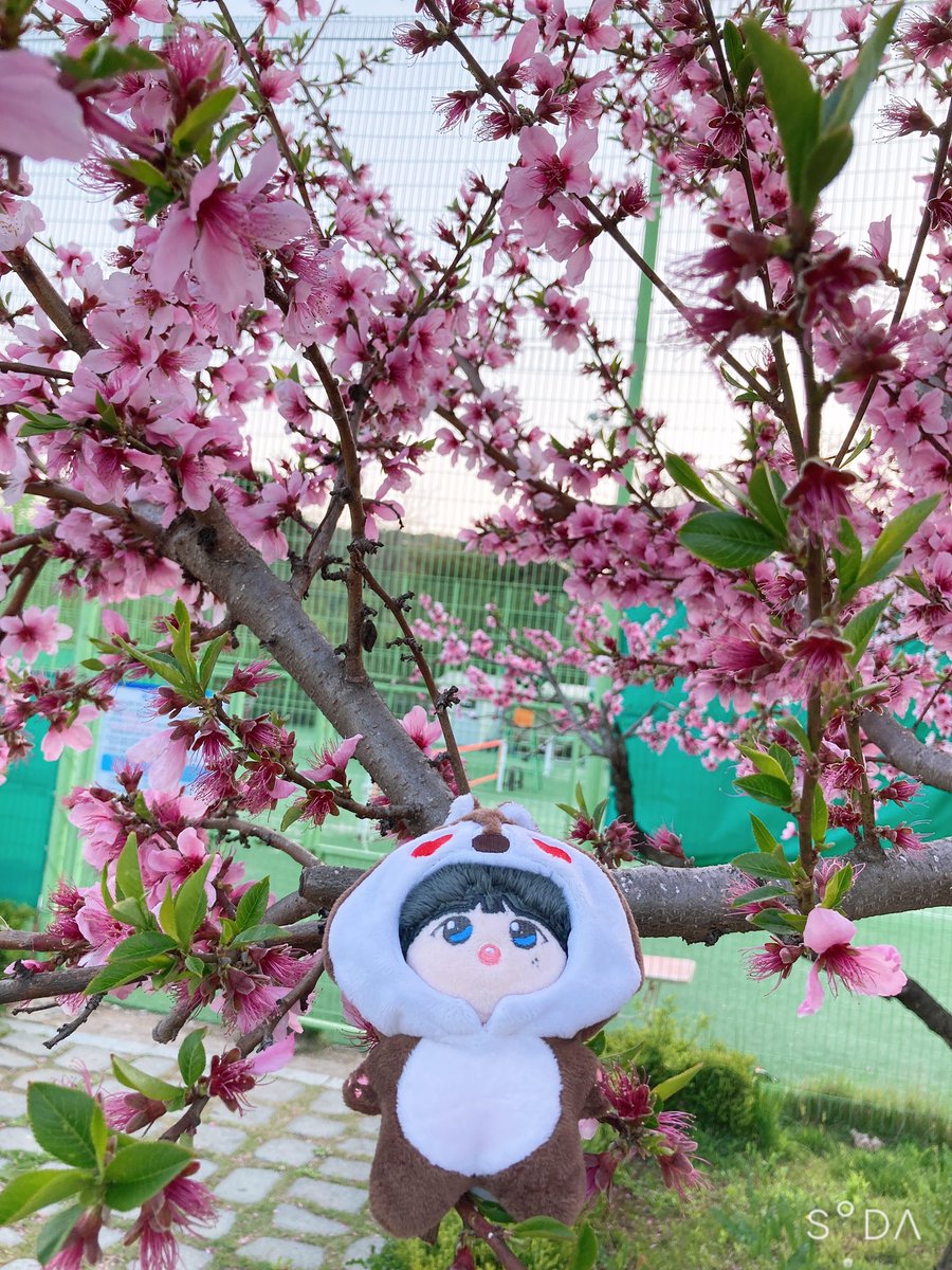 햇살이 너무 좋아서 
동네 꽃구경 다녀온 
쪼꼬,콩알 🌸🌺