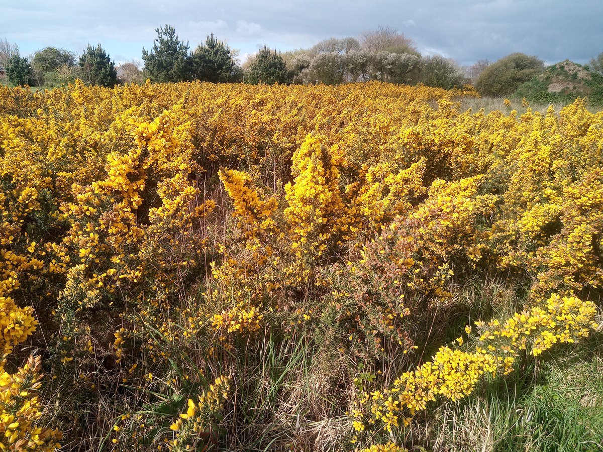 Absolutely fantastic Gorse this year great for early pollinators!
Remember mow lawns a little less frequently and please don't strim your bank's to within an inch of destruction give nature a chance.