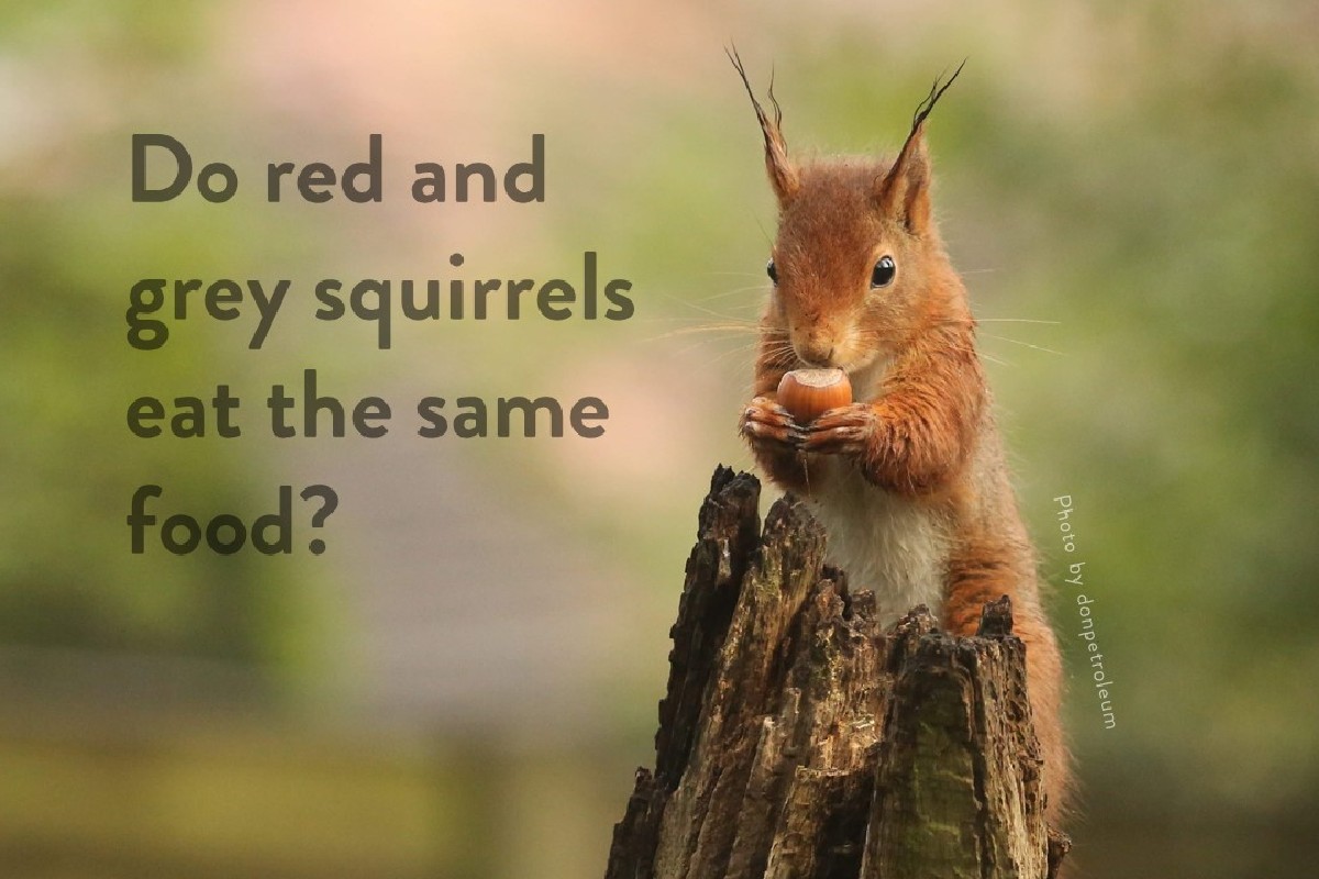 reclaimingreds's tweet image. Red and grey squirrels have very similar diets and when sharing woodland greys outcompete reds for food. Grey squirrels can tolerate a higher tannin (toxin) content in food, having a wider diet means they dominate food sources. Less food for reds reduces their chance of survival.