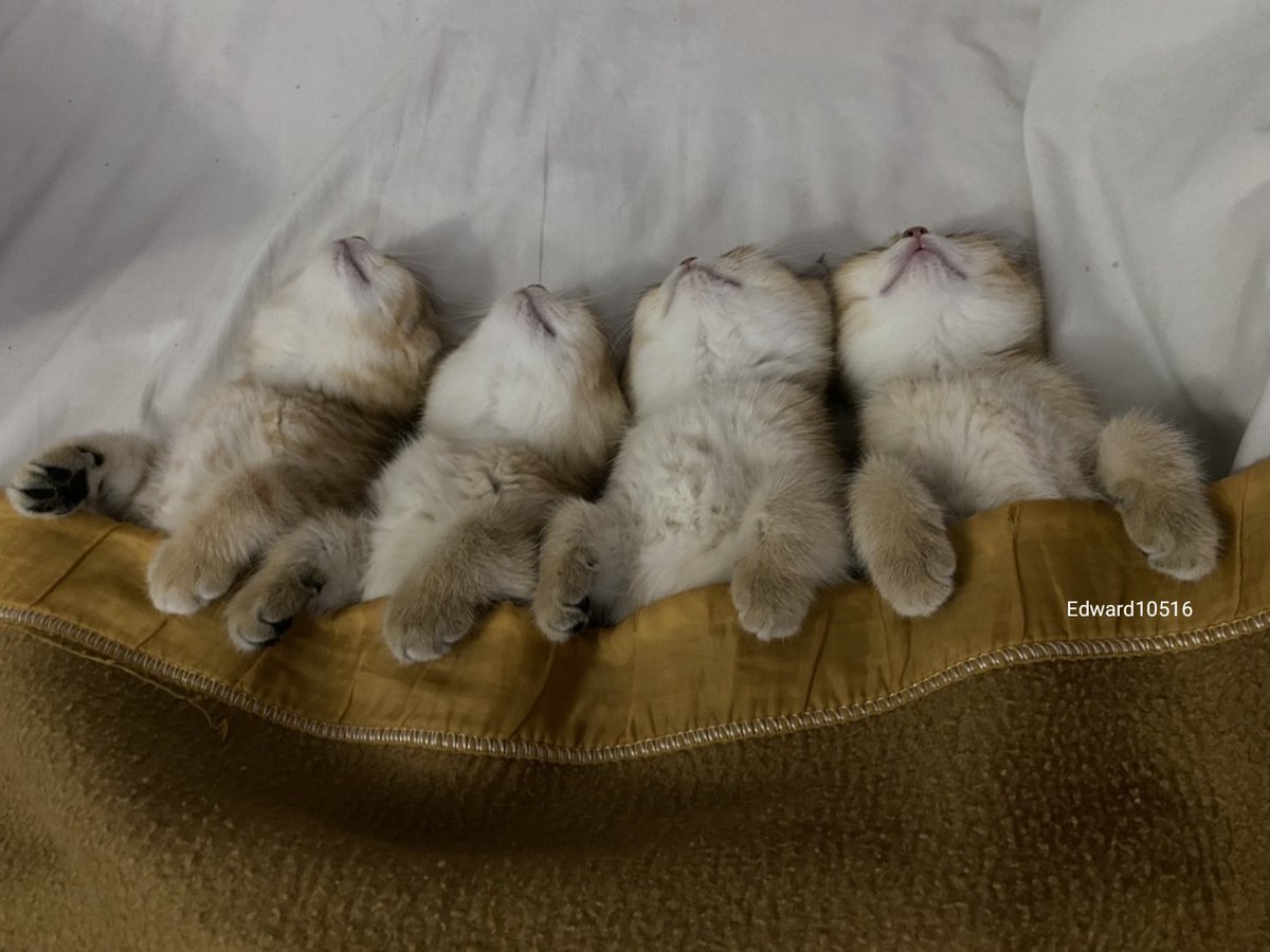 edward10516's tweet photo. ว่านอนสอนง่ายมาก กินอิ่มแล้วหลับปุ๋ยเลย 😍 https://t.co/Ia2cJXMgje