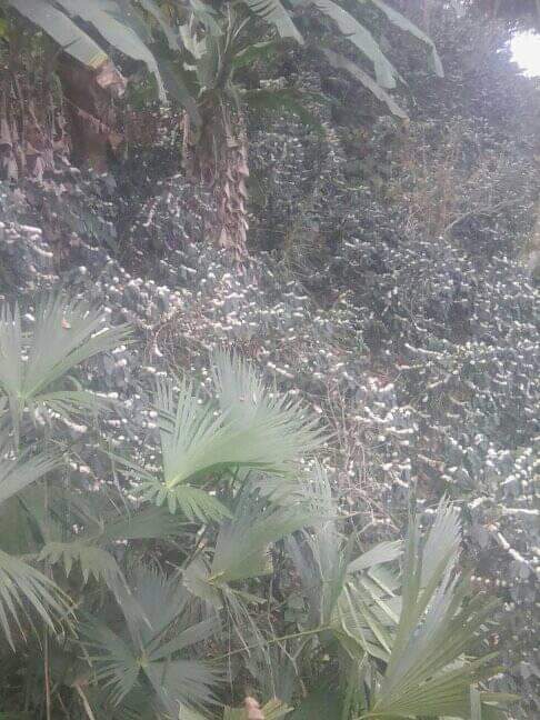 Dchinchilla10's tweet photo. Cafe Sierra Nevada de Santa Marta. https://t.co/EhuTu2onAP