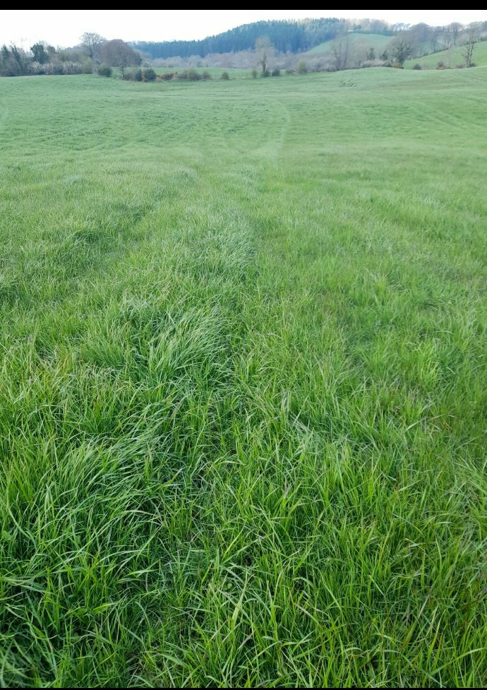 Seán McMahon tweet media