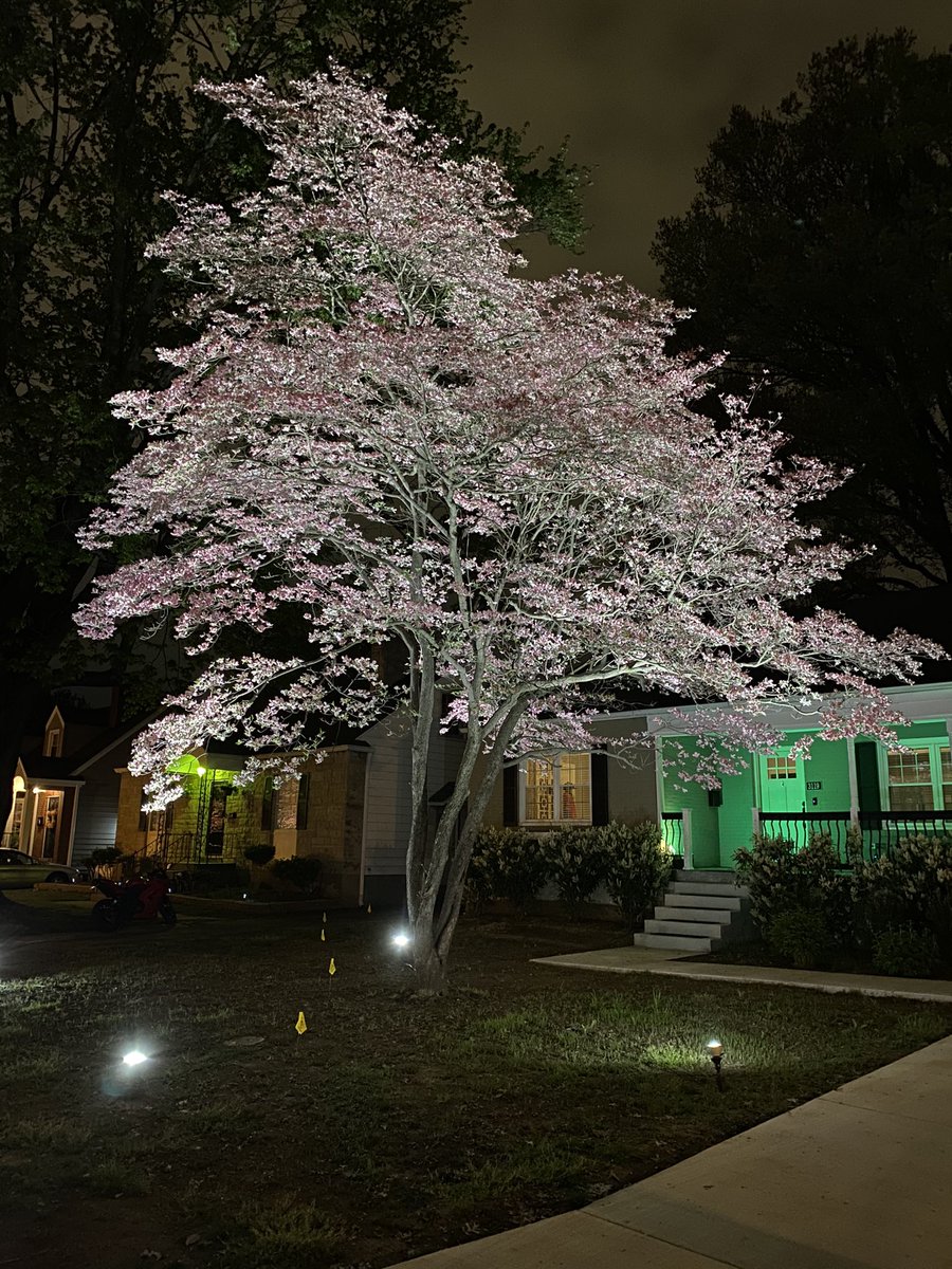 If you haven’t walked or driven (slowly) through Audubon Park during the Dogwood Festival, you should. Here’s just a few examples of what your missing: