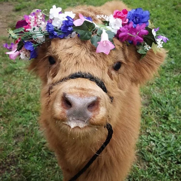 @dj_big_naturals Midsommar staring: a baby heilan coo