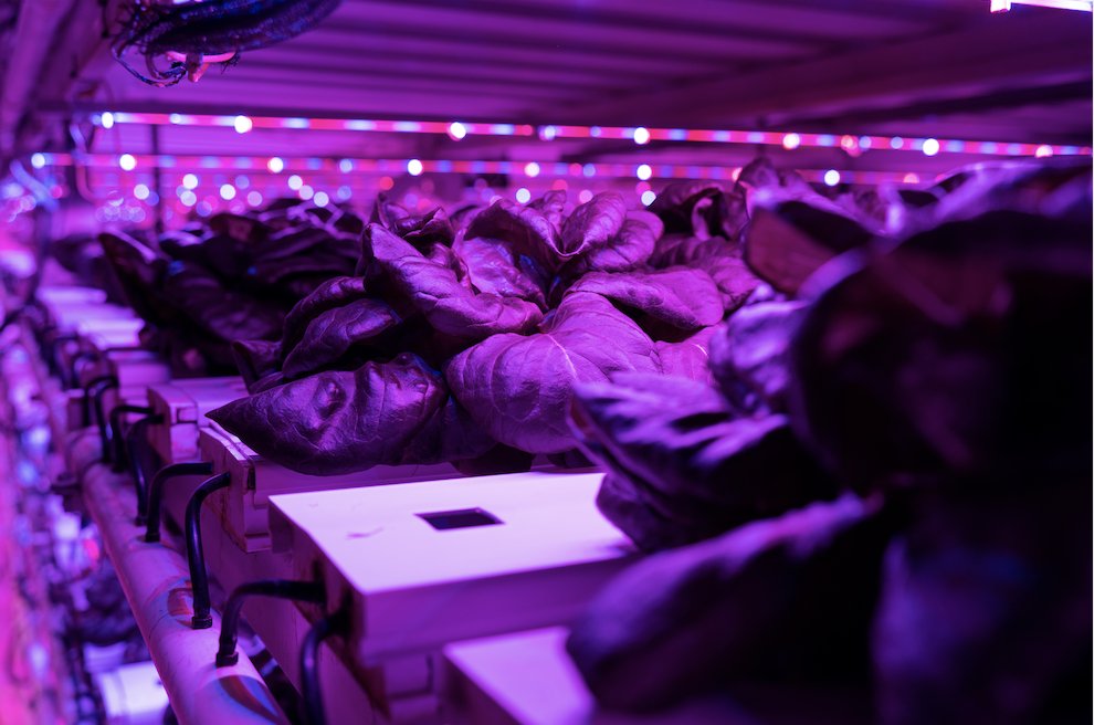 Infinite Harvest tweet media