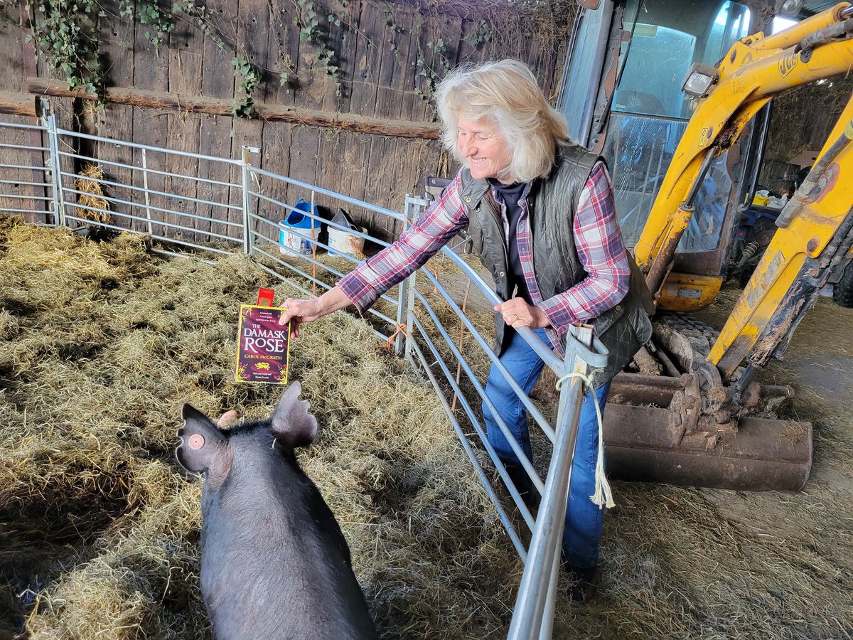jennywilldoit's tweet photo. Even our new Berkshire sow is fascinated by #TheDamaskRose! @carolmcgrath @AccentPress https://t.co/2oPtj8iLjI