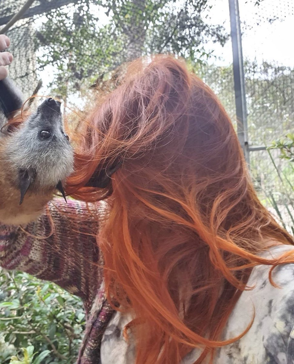 BatsCherry's tweet photo. Social media vs reality 👉🏻 😂😂 This is Haley! Hanging out with the @sydneybats colony! Not going to lie just slightly Jealous of her hair! 🌶🦊🔥! Looks like her buddy is too.
#bats #conservation #goinggreen https://t.co/dd8mPqqlM9