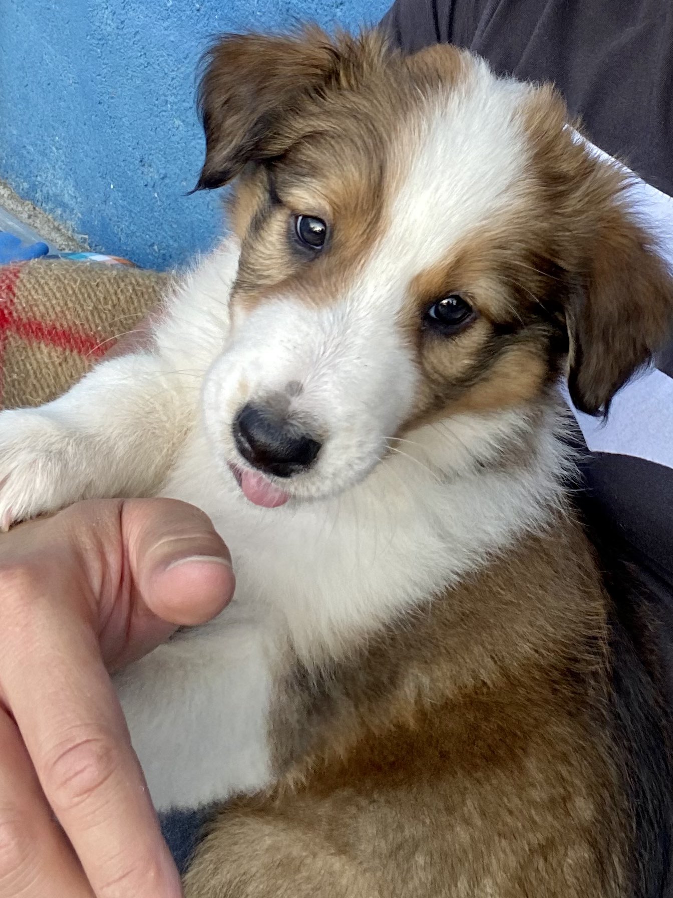 Carlos Toshiki 皆さん初めまして 僕の名前はthaiです 犬種はブラジルのovelheiro Gaucho 男の子です 宜しくお願いします T Co Mso4hgz1fa Twitter