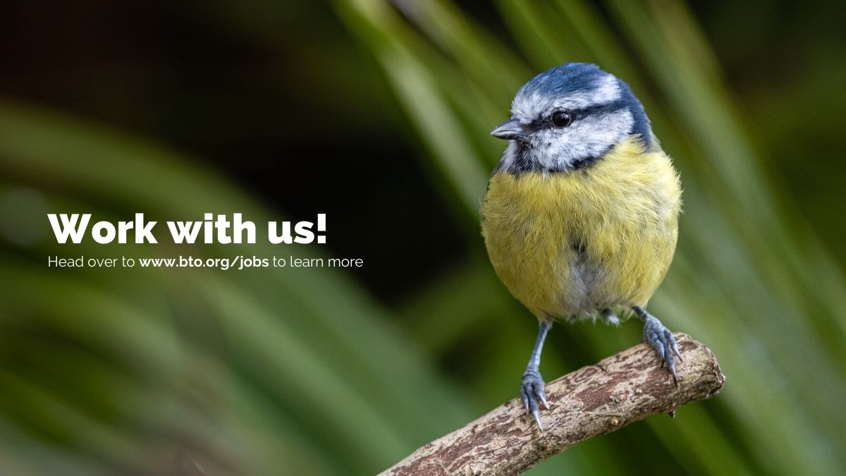 We're looking for a passionate and driven individual to lead the Garden BirdWatch survey. Do you have experience in survey design, and are you a great communicator, with a love for garden birds? Apply before May 4th at bto.org/jobs. 

#ConservationJobs <a href="/BTO_GBW/">BTO Garden BirdWatch</a>