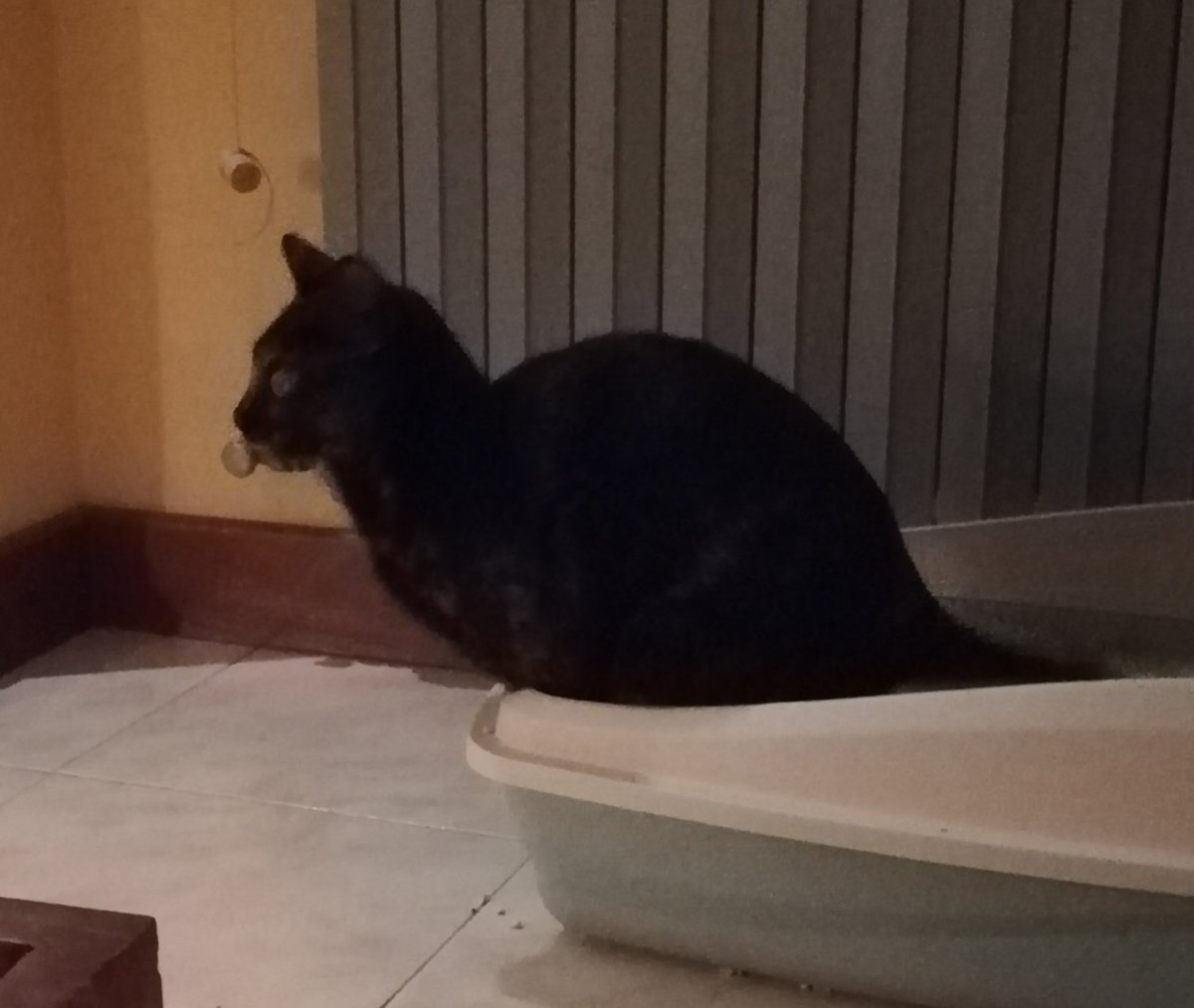 blenheim1968's tweet photo. Snail cat.. https://t.co/eQM8MwbSLO