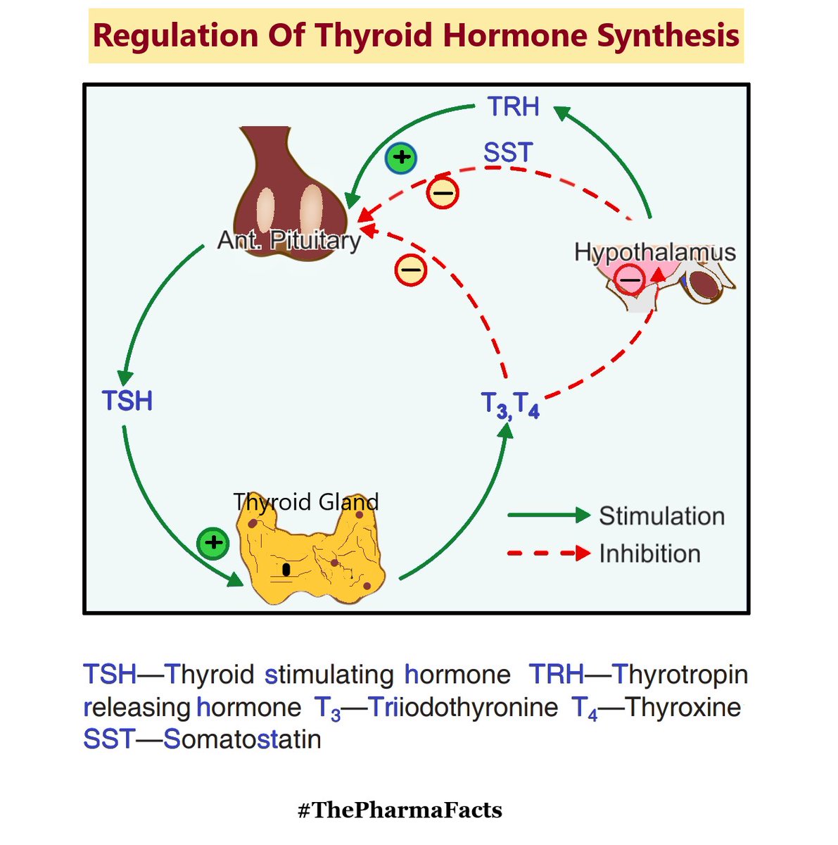 PharmaFacts28's tweet photo. Regulations Thyroid Harmones Synthesis
Read full Post👉: https://t.co/PZkZijz6sr 
.
.
.
#COVIDSecondWave #ConfluenceIdeathon2021 #CoronaCurfew #coronavirus #thyroid #hypothalamus #pharmacy #who #unitedkingdom #Australia #indian #USA https://t.co/eq38eG7QJZ