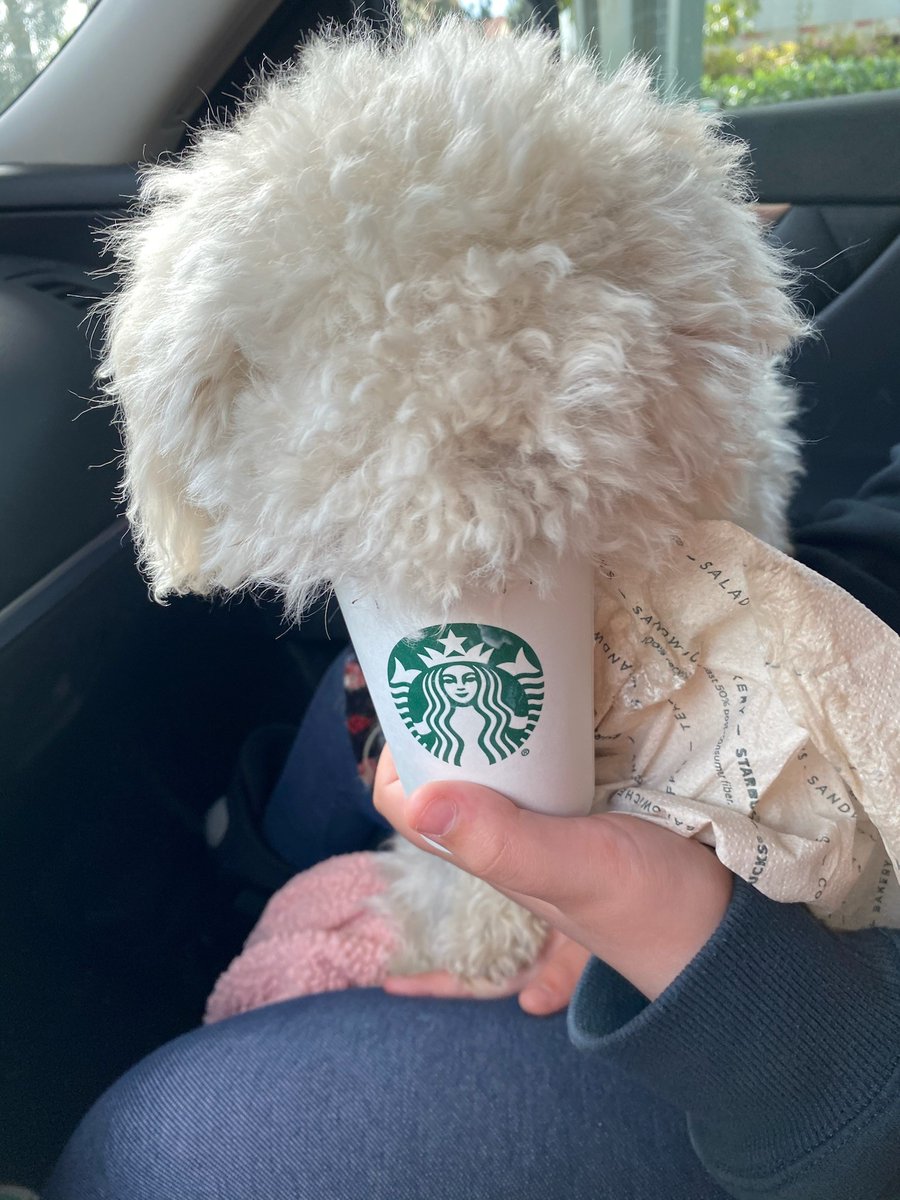 MartinRFernand2's tweet image. Pup got a Puppuccino