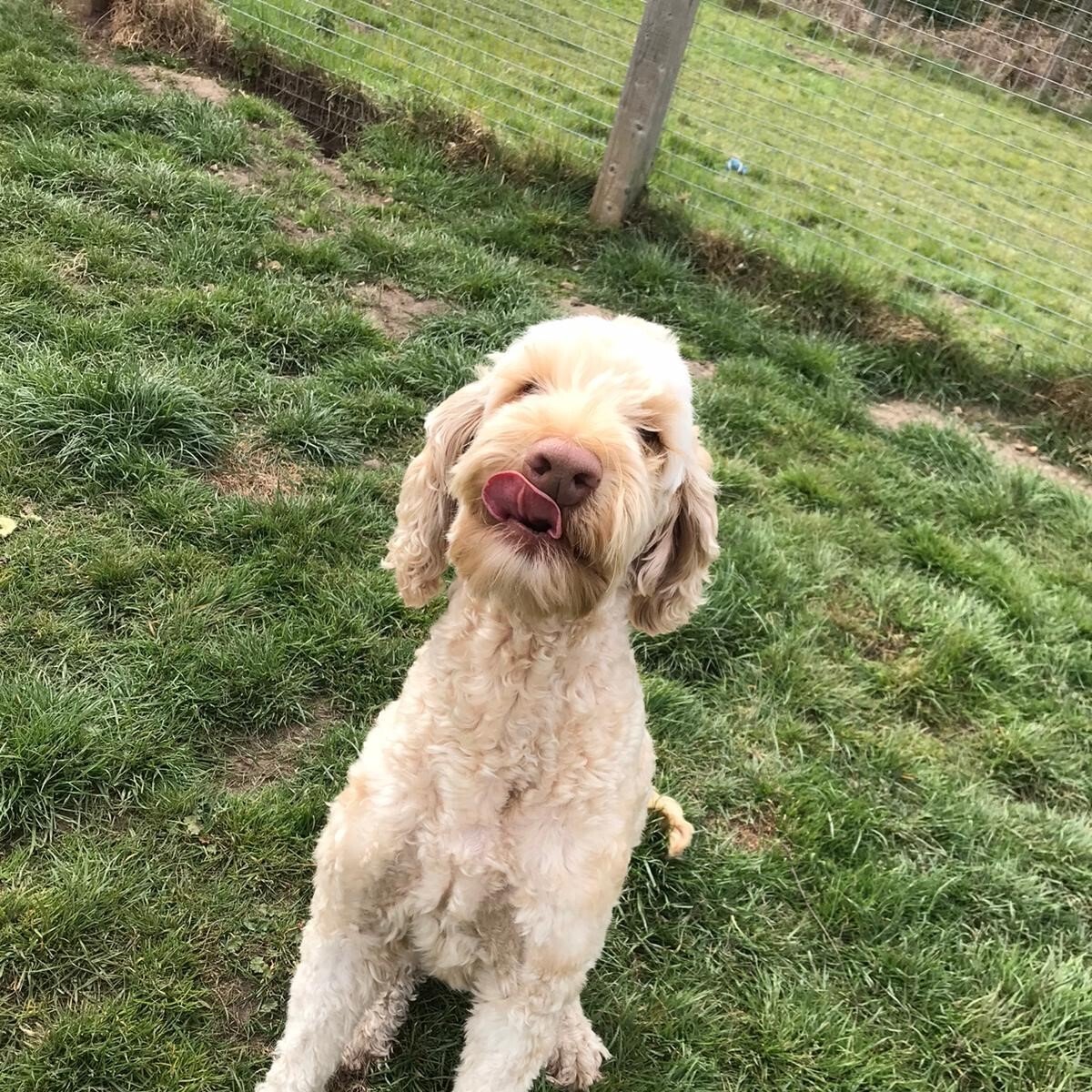 WorldCarePet's tweet photo. Winston’s licking his lips after dinner with @gofetchltd. Apparently he thought it was pretty tasty! 😋

This handsome boy is on his way to Dallas from Surrey, UK.
Safe travels, Winston! 👋

#dogsoftwitter #pettransport #worldcarepet https://t.co/bxQRcMpD3g