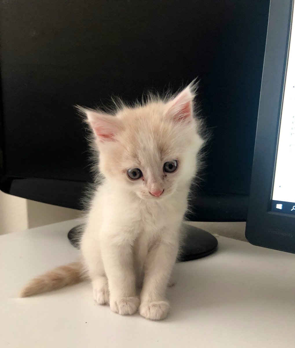 mustafakesli's tweet photo. ben bişey sahiplendim (kedi) https://t.co/QRsDighBDx
