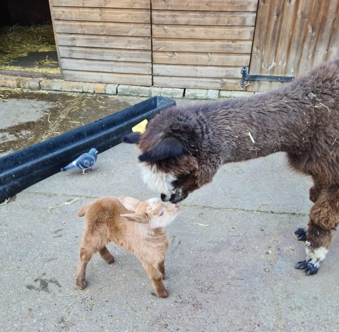 VauxhallFarm's tweet image. Tall meets small 😍