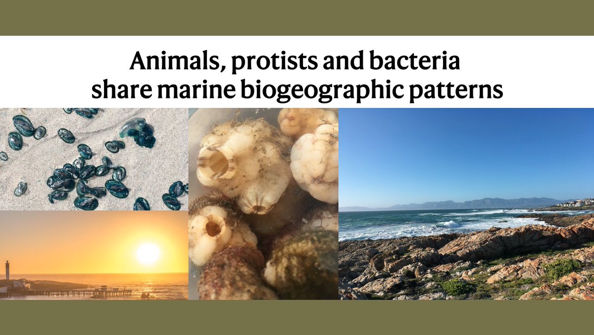 luke_earl's tweet photo. Are you interested in biodiversity from the largest metazoans to microscopic bacteria ? 
🐳-> 🦠

Paper out today in @NatureEcoEvo on #eDNA, urban/community #ecology and #marine #biodiversity with #eDNA. 🔬🧬🌍🌊

 https://t.co/Te6dRwwx36

More below... https://t.co/3ztSZhfMYj